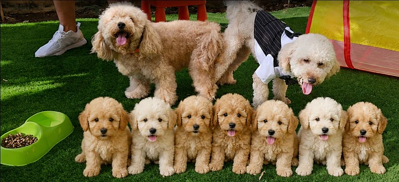 Top Quality Toy poodle litter , only 3 left