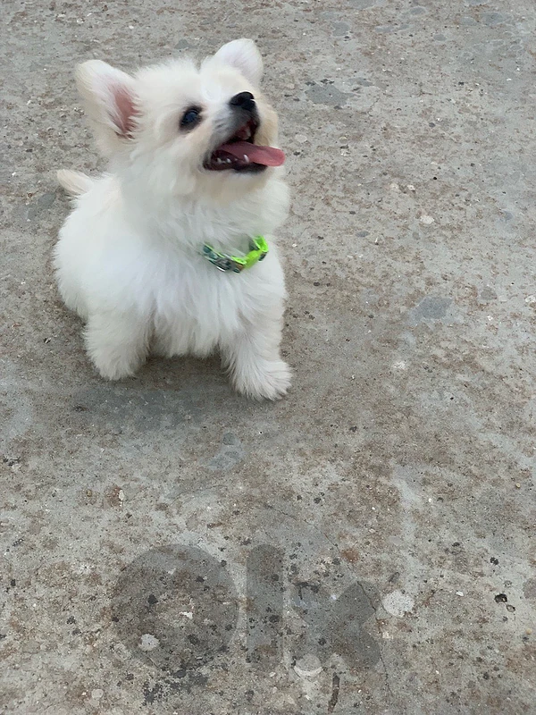 Bichon, Femal, 2 months old, vaccinated