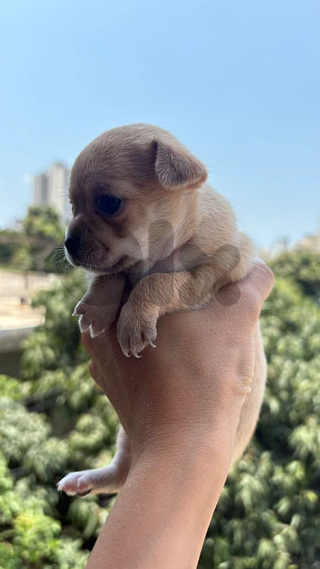 Chihuahua Mini for sale