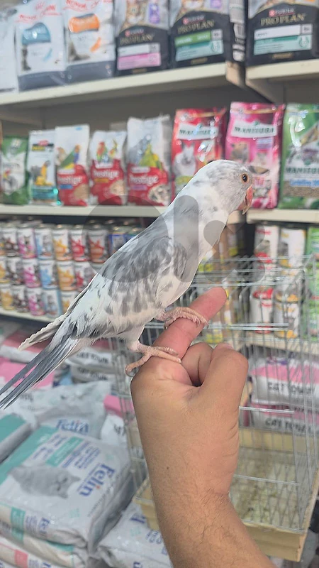 Indian Ringneck Grey Peid مميز😍