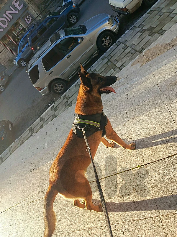 dog walking