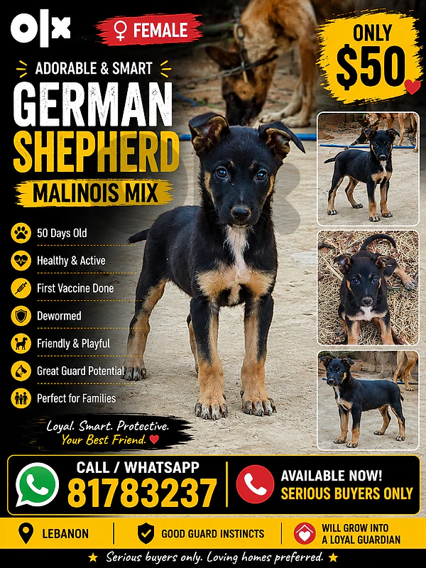 puppy German Shepherd Malinois