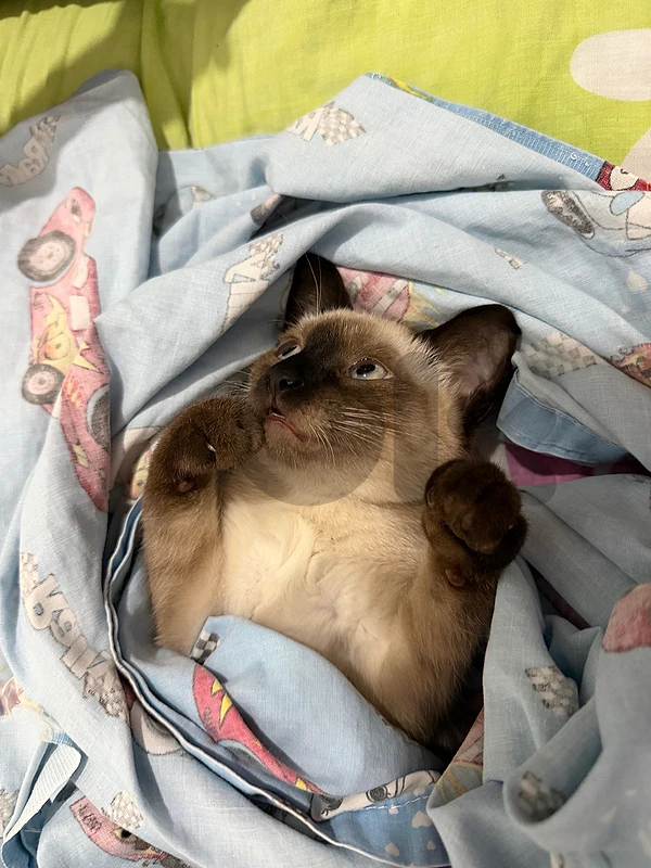 siamese cat