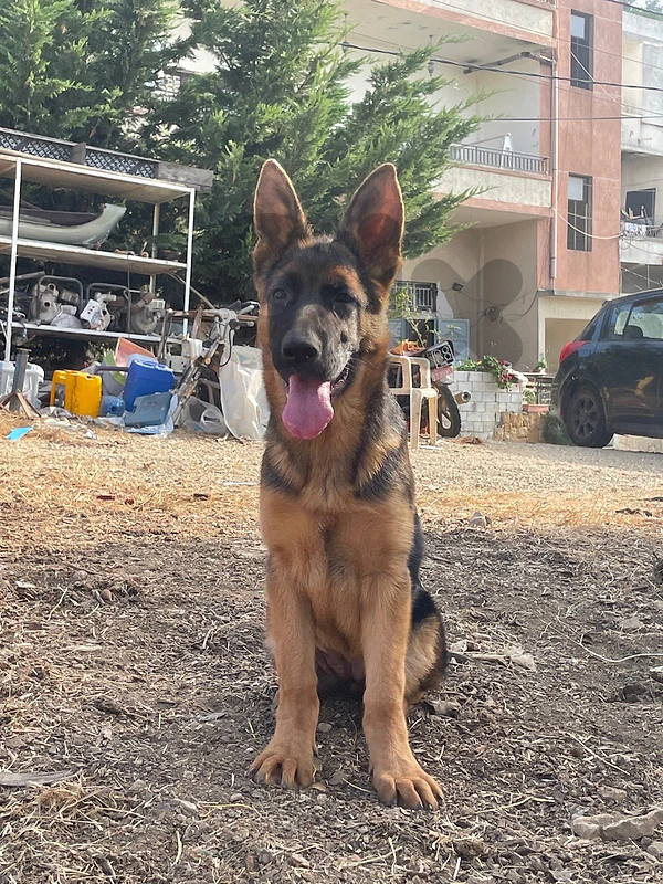 German shepherd dog GSD puppies