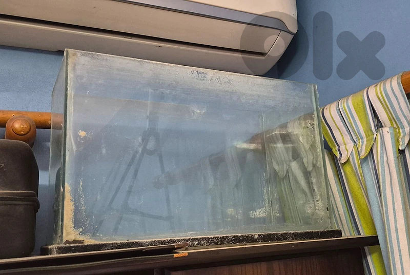 Fish Tank