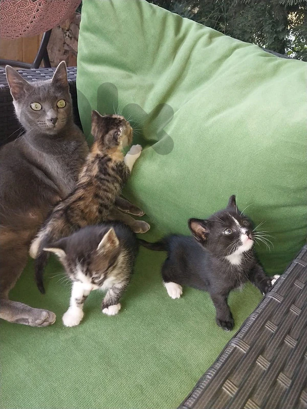 very cute kittens for adoption