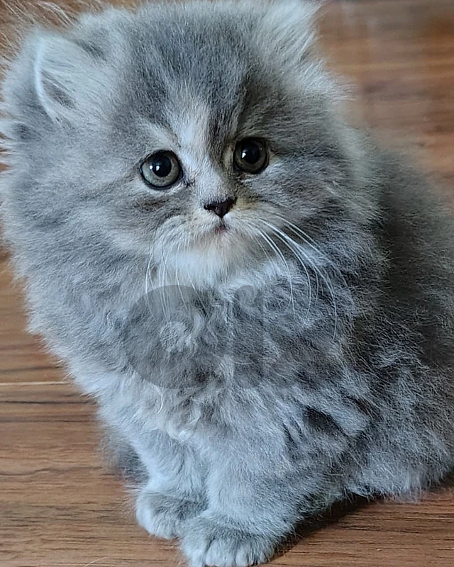 british cat