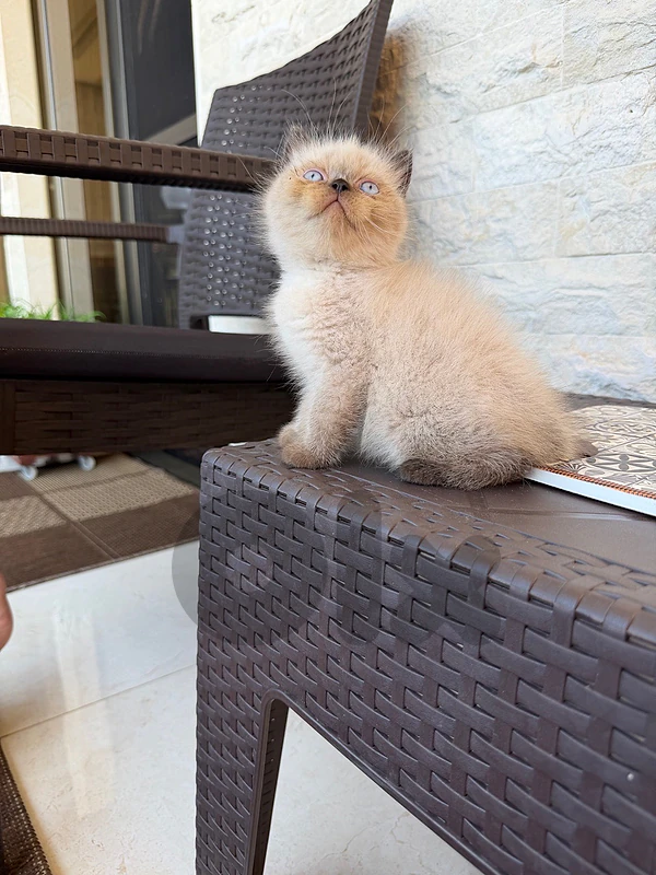 Himalayan pure kittens available