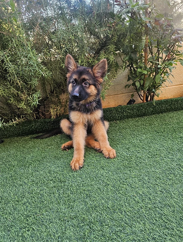 beautiful two months and half German shepherd beautiful two months and half German shepherd