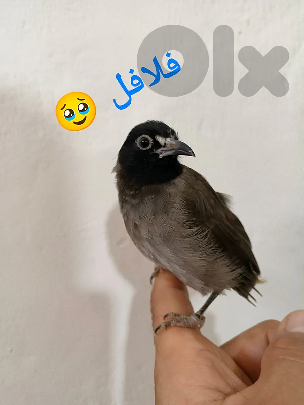 زوج بلابل بلدية مروضة جداً (ذكور)