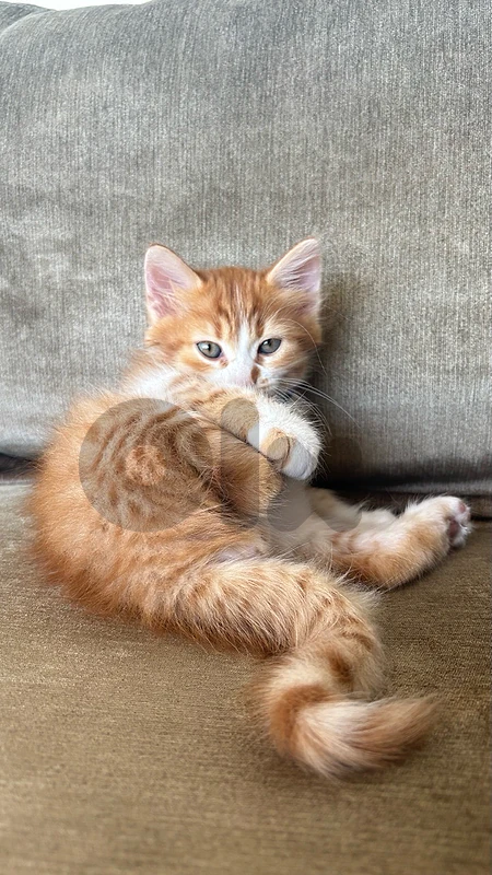 leo is ready for a new home