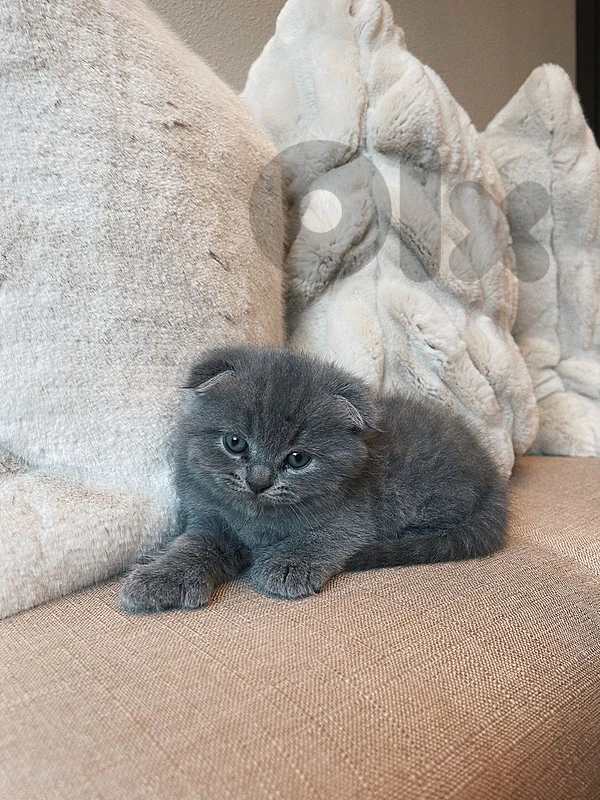 pure Scottish fold and British kittens