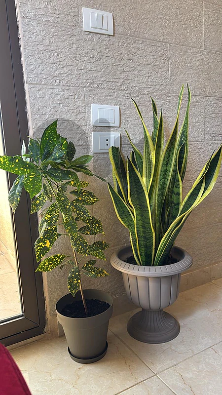 plants & flouwers