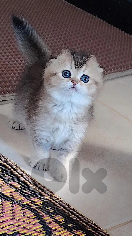 scottish golden chinchella available