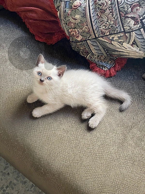 british blue point kittens