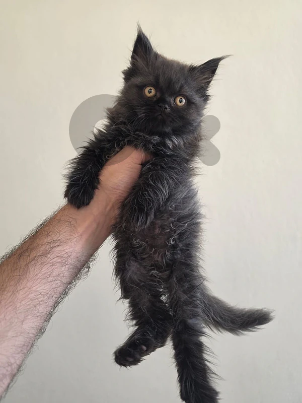 persian cat