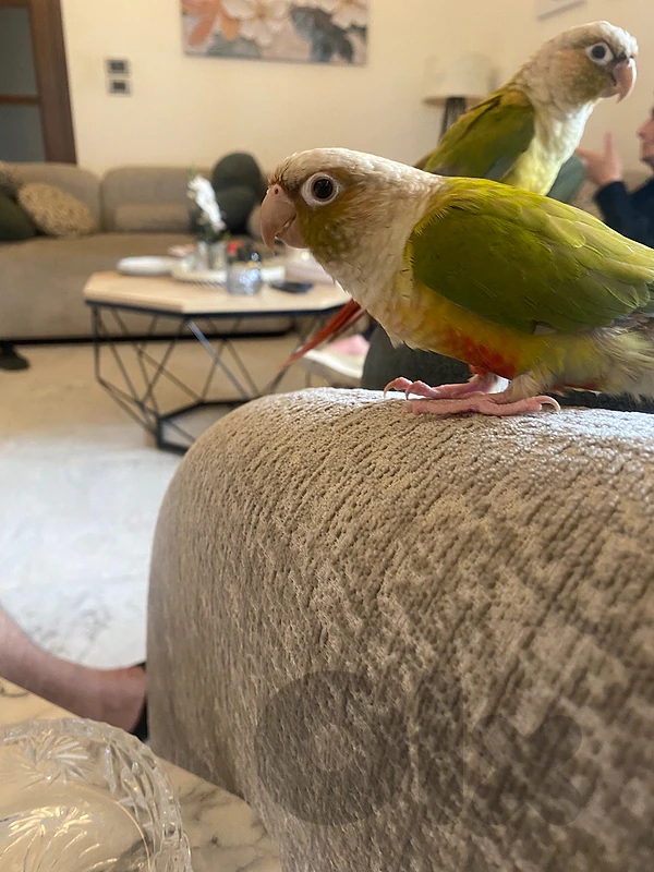 conure