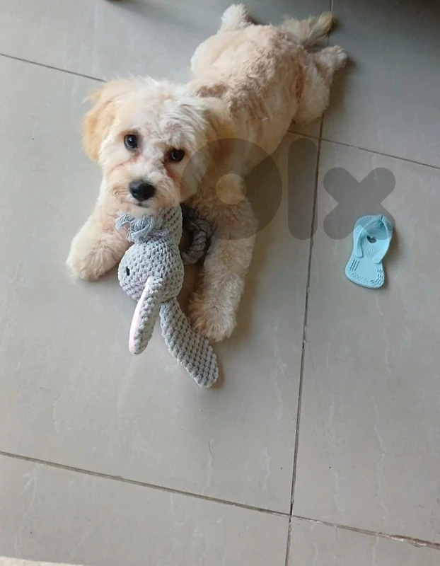 maltipoo 5 month old imported chipped fully vaccinated