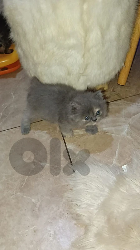 Gorgeous Persian Kittens – Reserving Now! Purebred Parents