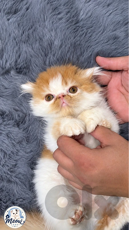 Persian Kittens 2months