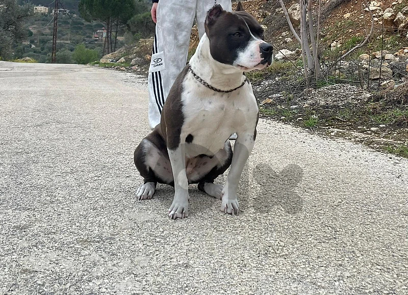 pitbull female