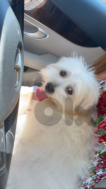 mini bichon