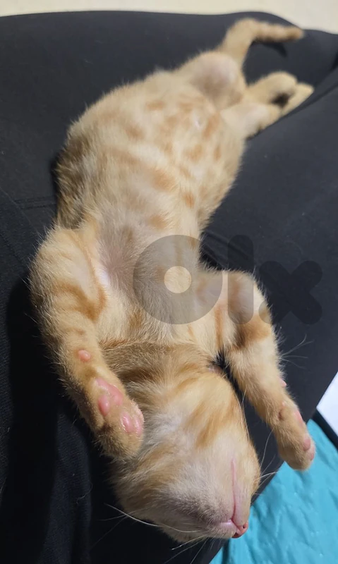 Kitten for adoption