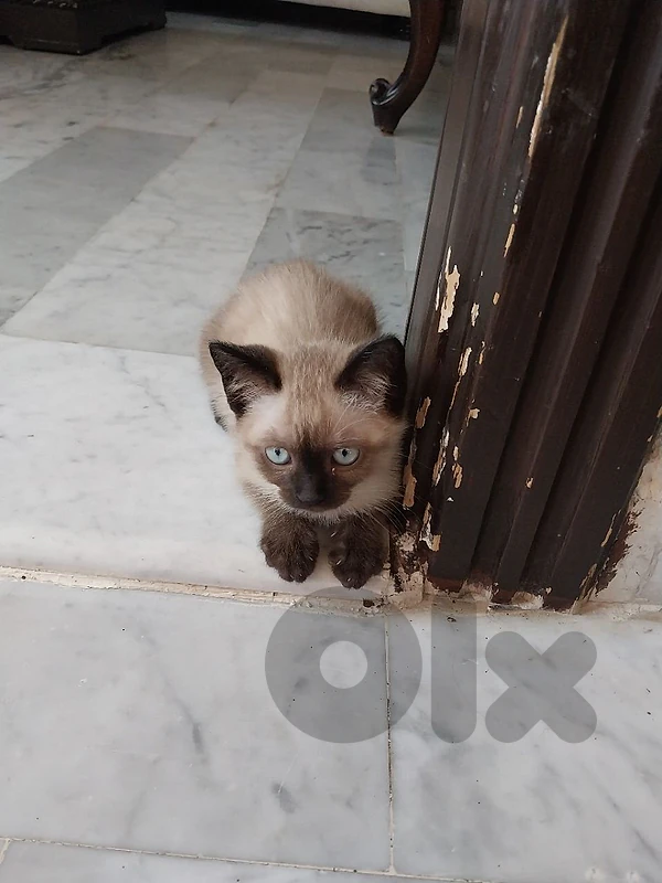 siamese / friendly / cute / vaccinated