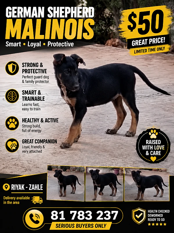 puppy German Shepherd Malinois