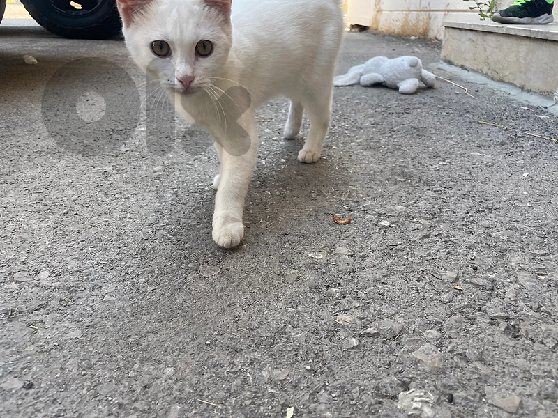 White cat for adoption