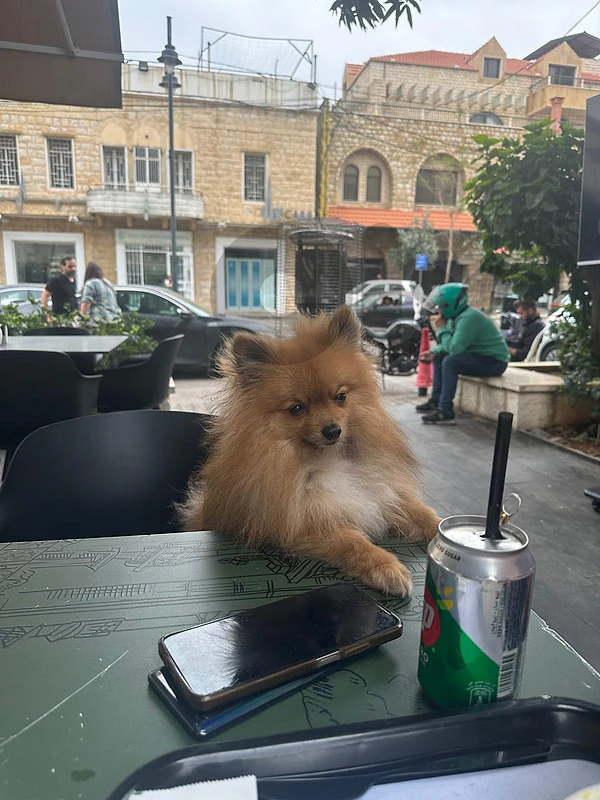 Pomeranian, castrated, vaccinated, 2.5 years , 2.5 kg