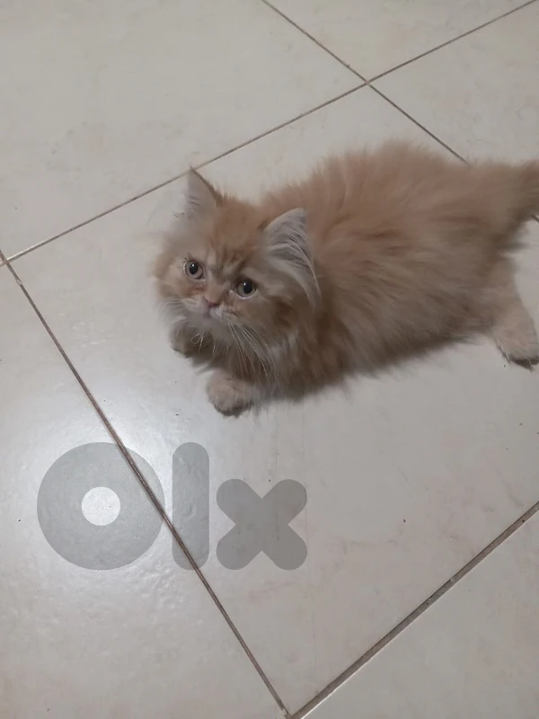 persian kitten