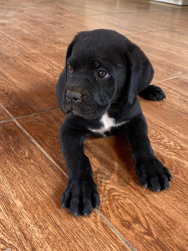 cone corso puppy's high quality.  male and female