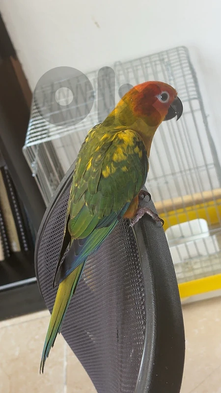sun comure supper tamed and conure pineapple