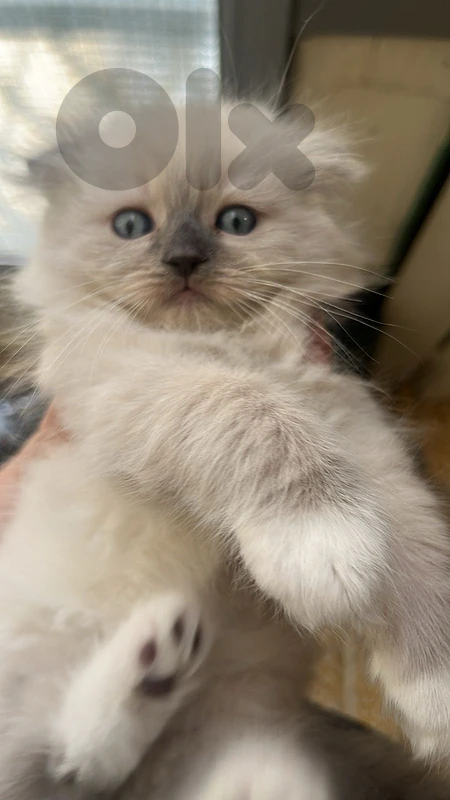 kitten fluffly scotish fold long hair