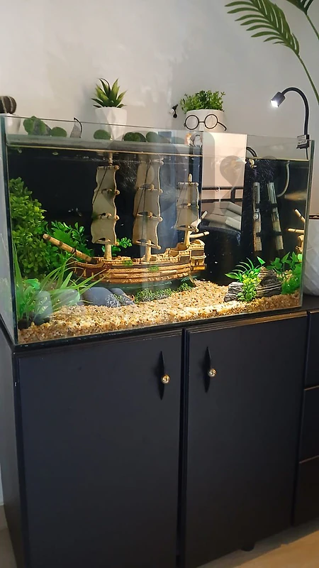 aquarium / حوض أسماك