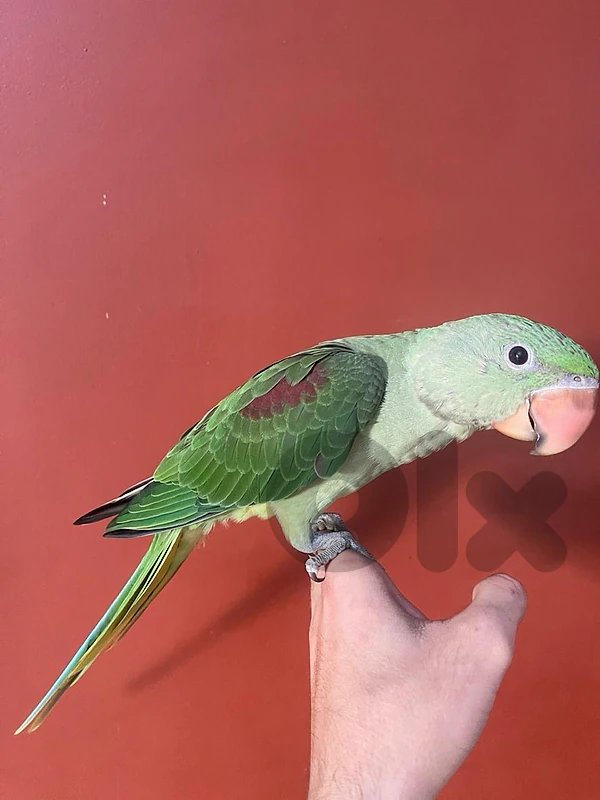 sun comure supper tamed and conure pineapple