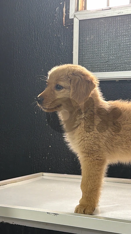golden retriver pure
