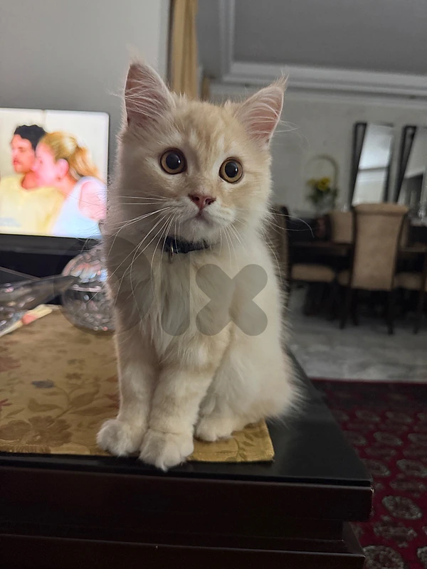 قط شيرازي العمر ٣ شهور