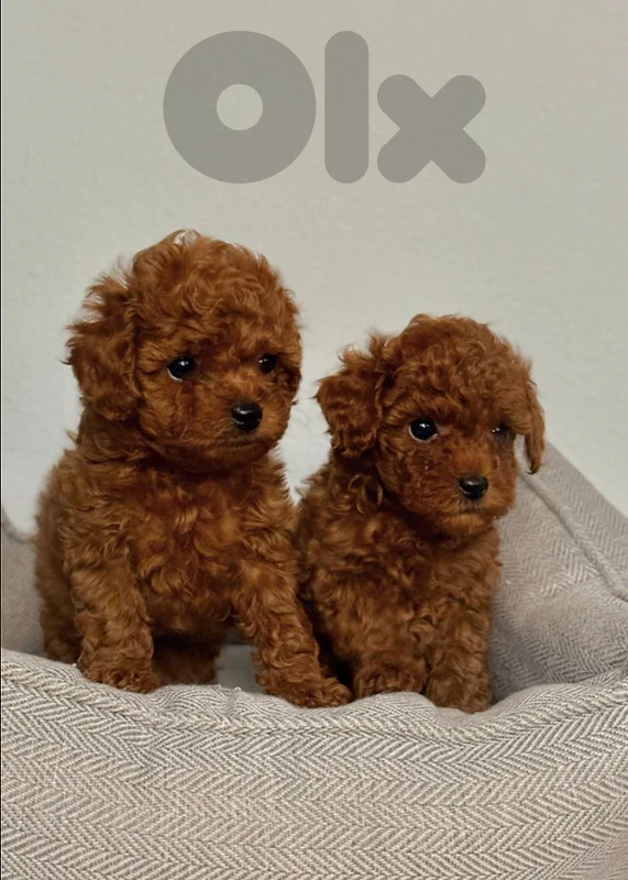 toy poodle