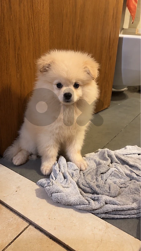 pomeranian spitz