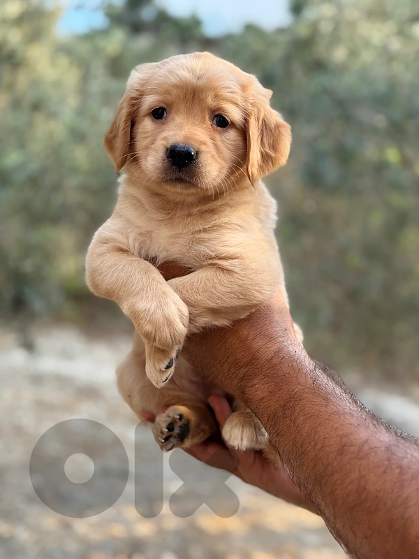 Super Golden Retreiver