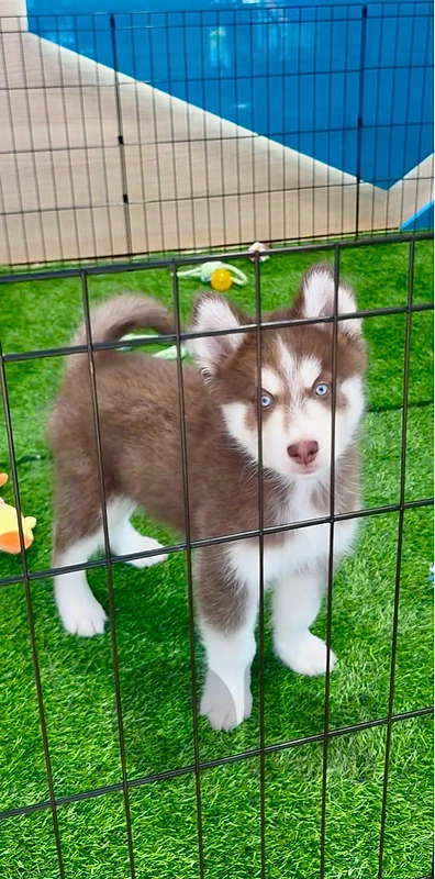Adorable Red Copper Siberian Husky Puppies available in store