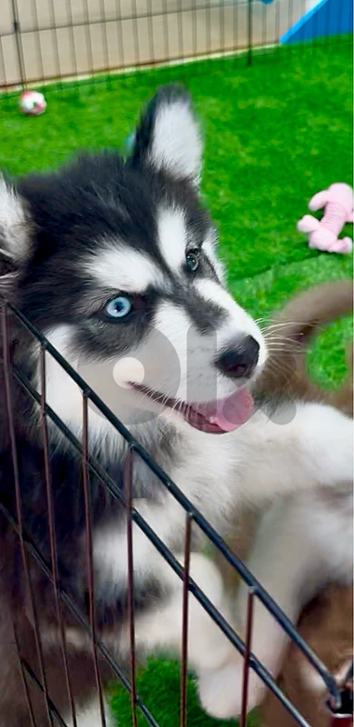 Stunning Siberian Husky puppies available in store & delivery