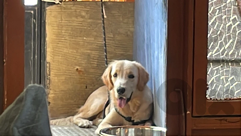 golden retriever