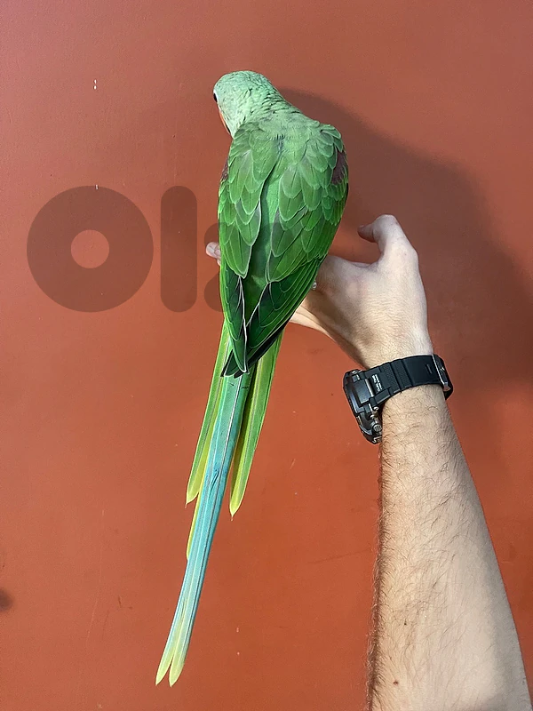Alexandrine parrot هندي نيبالي