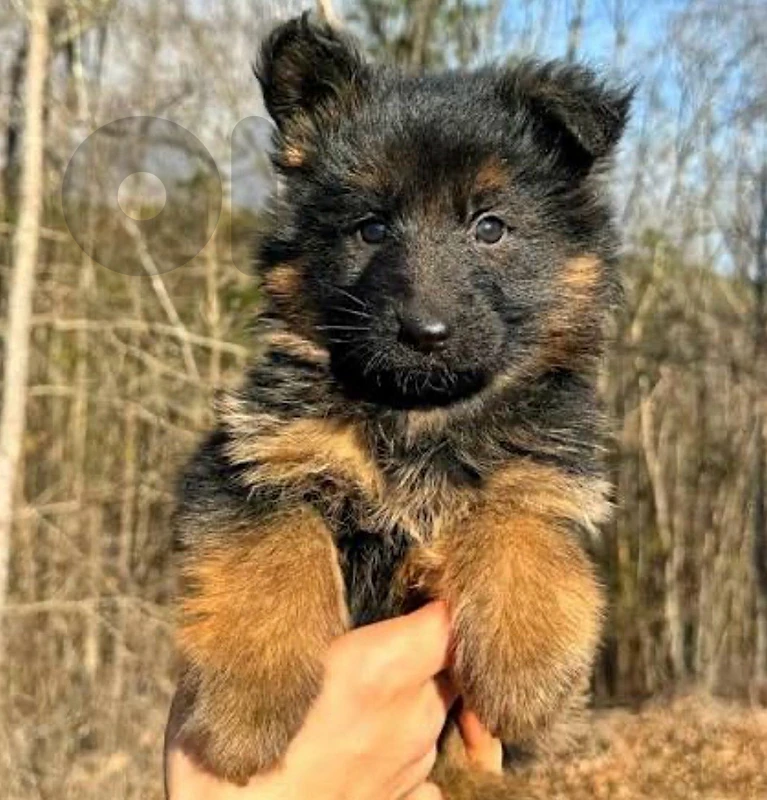 german sheperd