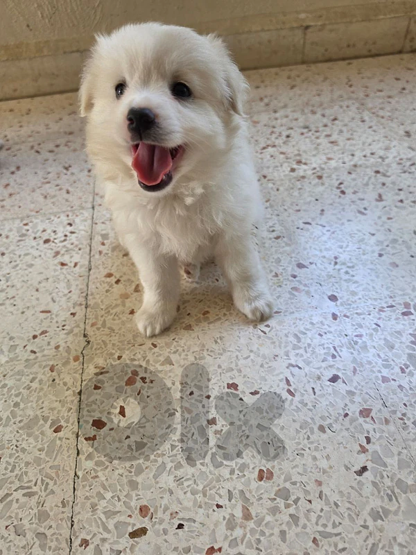pomeranian loulou puppies