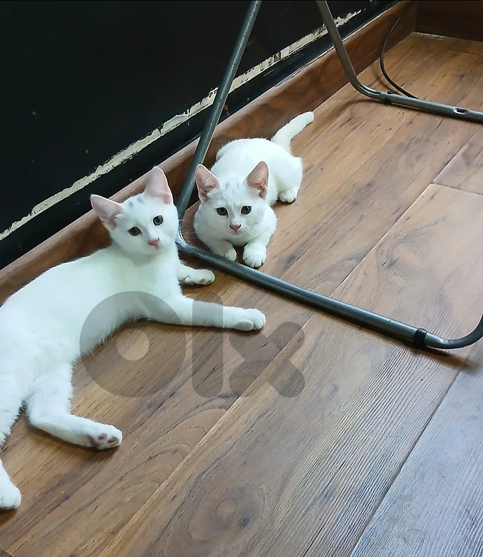 adoption