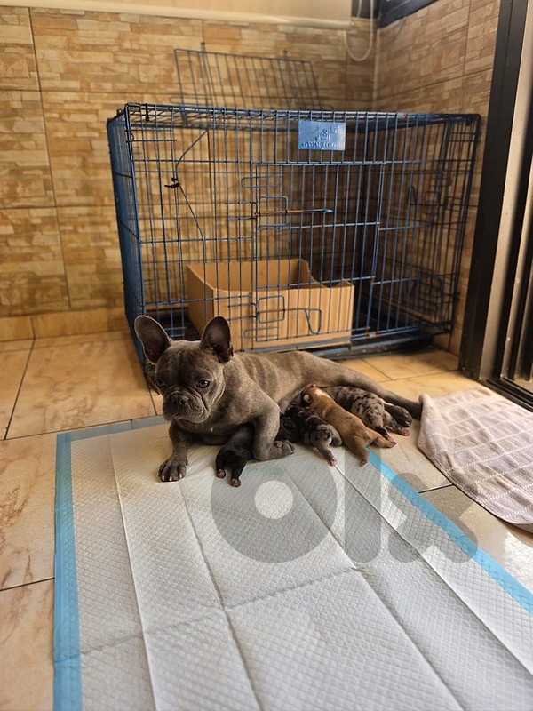french bulldog puppies